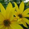 wildackermischung-bio-unsere-spezielle-mischung-fuer-den-wildacker-detailansicht